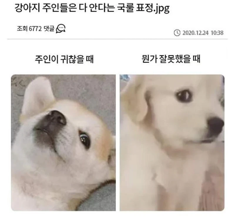 강아지 표정 국룰