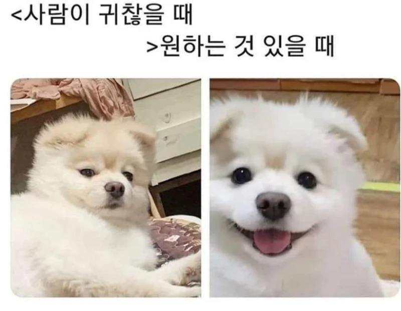 강아지 표정 국룰-2